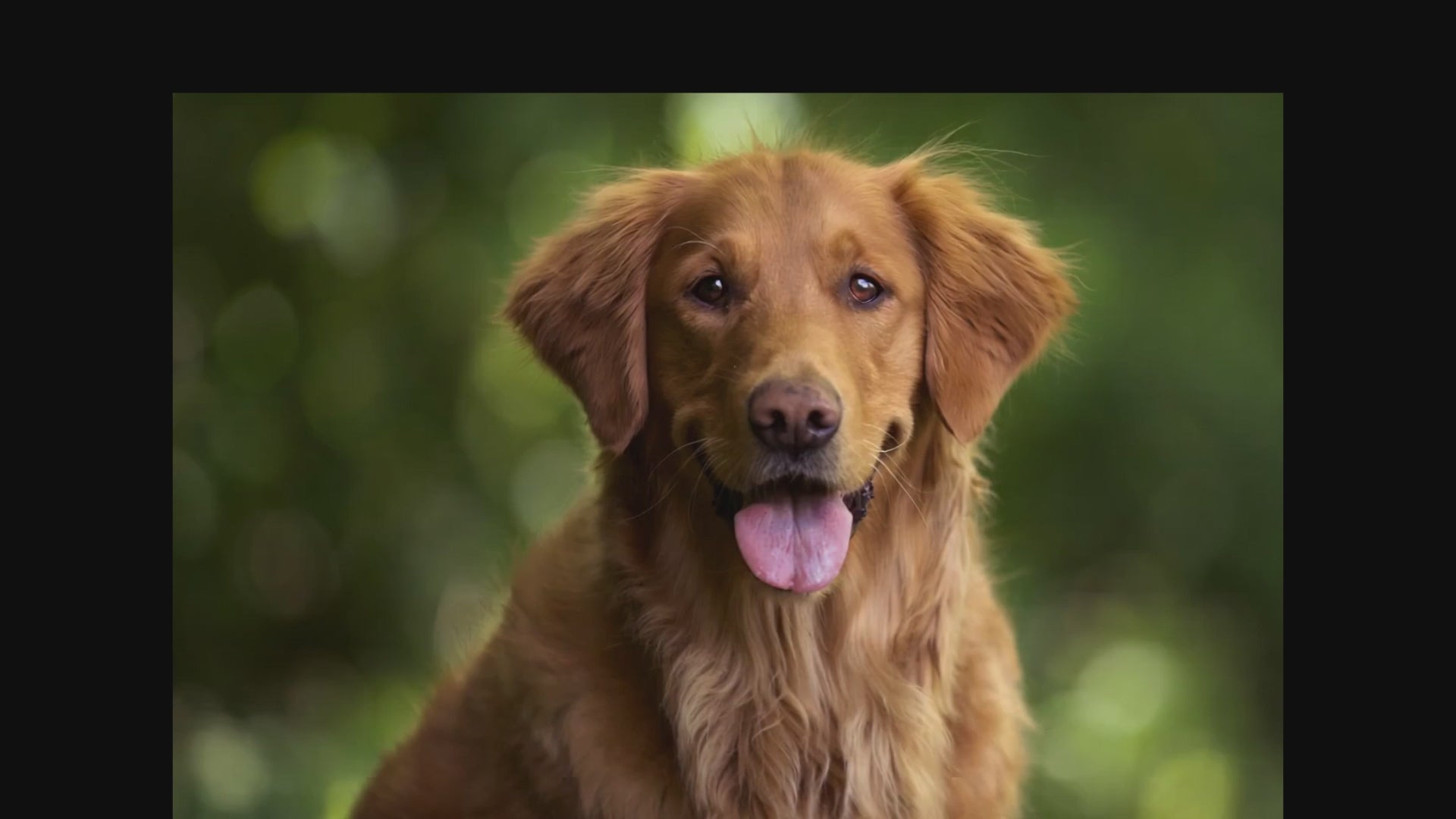 Instant  Silence . Stop unwanted barking with one click .